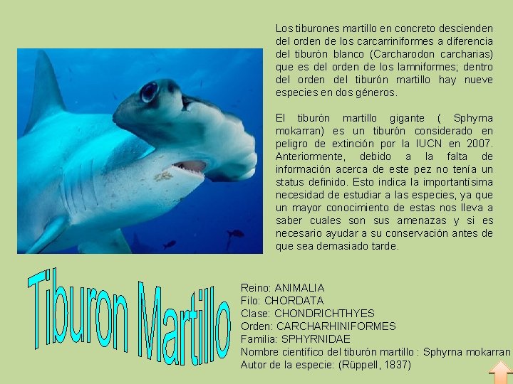 Los tiburones martillo en concreto descienden del orden de los carcarriniformes a diferencia del