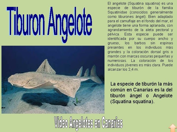 El angelote (Squatina squatina) es una especie de tiburón de la familia Squatinidae (conocidos