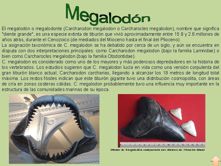 El megalodón o megalodonte (Carcharodon megalodon o Carcharocles megalodon), nombre que significa "diente grande",