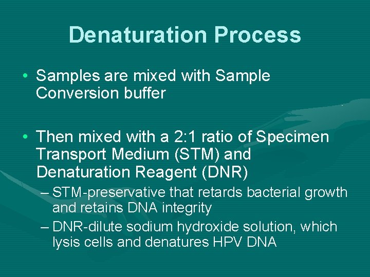 Denaturation Process • Samples are mixed with Sample Conversion buffer • Then mixed with