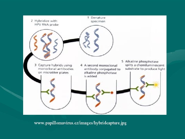 www. papillomavirus. cz/images/hybridcapture. jpg 