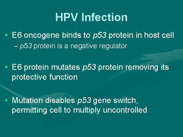 HPV Infection • E 6 oncogene binds to p 53 protein in host cell