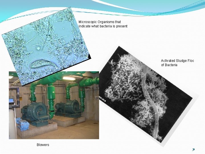 Microscopic Organisms that indicate what bacteria is present Activated Sludge Floc of Bacteria Blowers