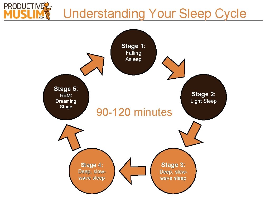 Understanding Your Sleep Cycle Stage 1: Falling Asleep Stage 5: REM: Dreaming Stage 2: