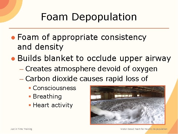 Foam Depopulation ● Foam of appropriate consistency and density ● Builds blanket to occlude