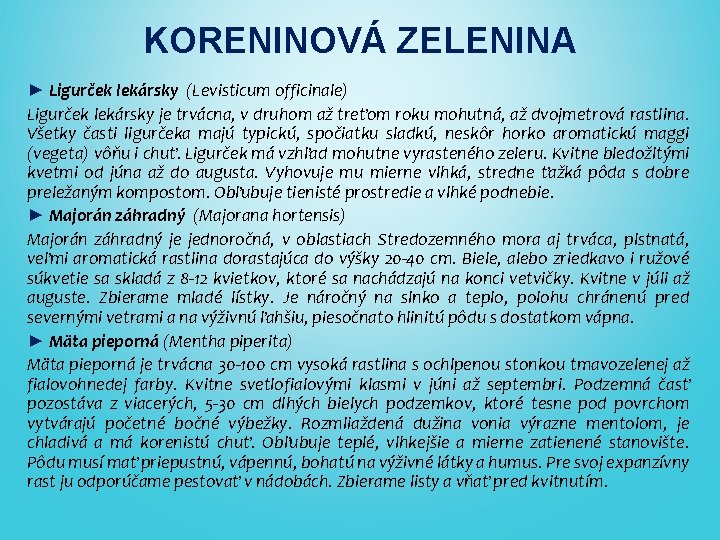 KORENINOVÁ ZELENINA ► Ligurček lekársky (Levisticum officinale) Ligurček lekársky je trvácna, v druhom až