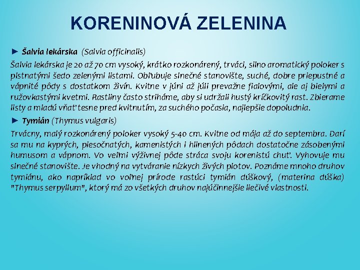 KORENINOVÁ ZELENINA ► Šalvia lekárska (Salvia officinalis) Šalvia lekárska je 20 až 70 cm