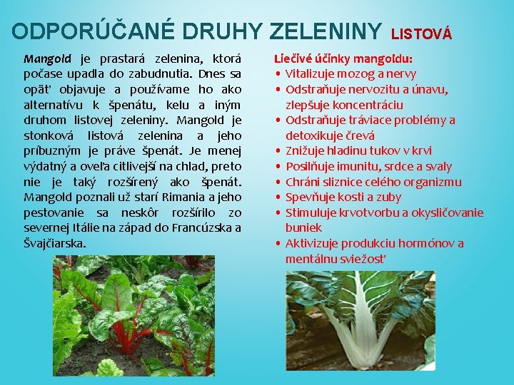 ODPORÚČANÉ DRUHY ZELENINY LISTOVÁ Mangold je prastará zelenina, ktorá počase upadla do zabudnutia. Dnes