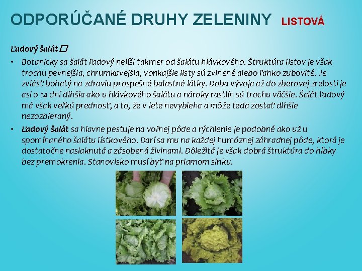  ODPORÚČANÉ DRUHY ZELENINY LISTOVÁ Ľadový šalát� • Botanicky sa šalát ľadový nelíši takmer
