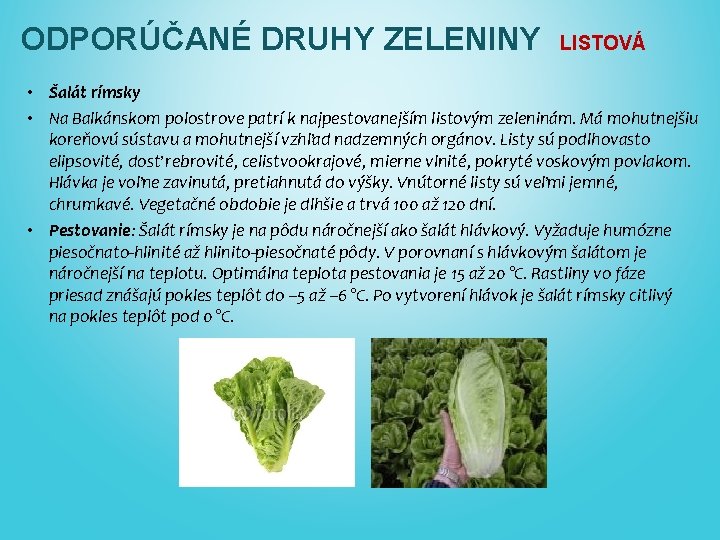 ODPORÚČANÉ DRUHY ZELENINY LISTOVÁ • Šalát rímsky • Na Balkánskom polostrove patrí k najpestovanejším