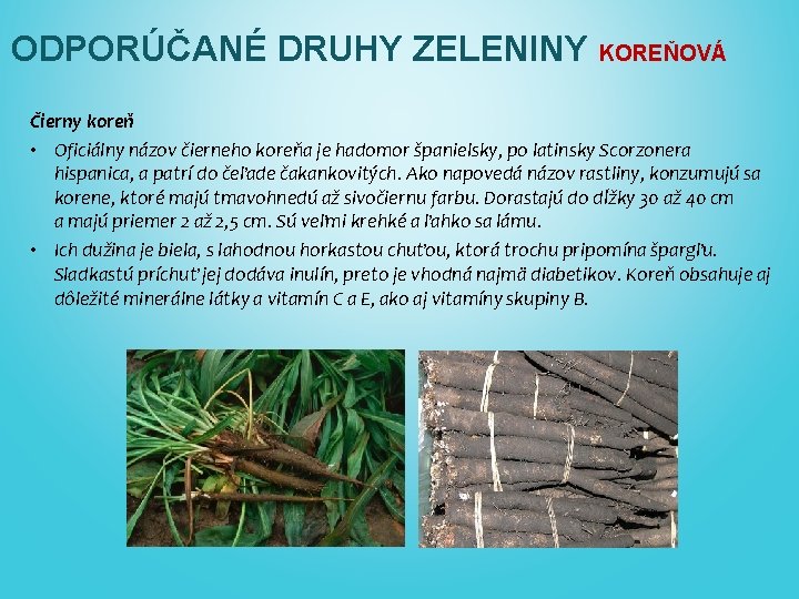 ODPORÚČANÉ DRUHY ZELENINY KOREŇOVÁ Čierny koreň • Oficiálny názov čierneho koreňa je hadomor španielsky,