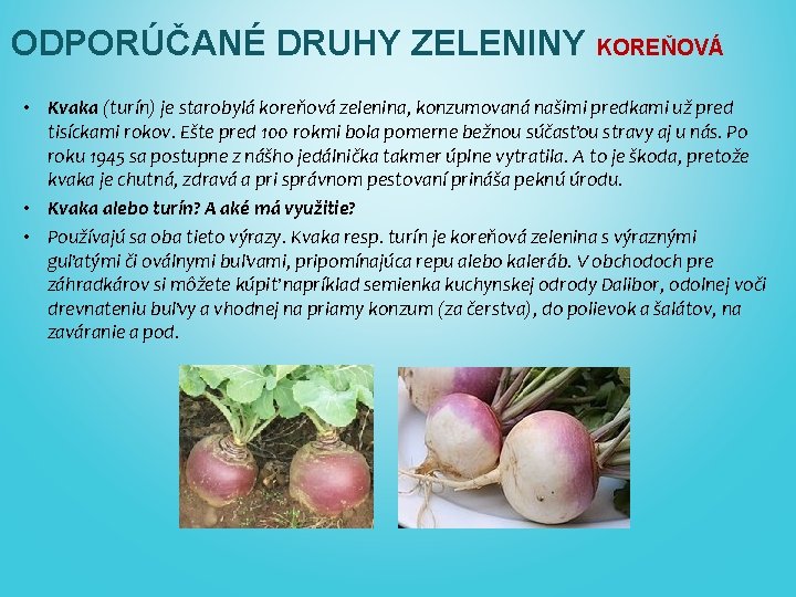 ODPORÚČANÉ DRUHY ZELENINY KOREŇOVÁ • Kvaka (turín) je starobylá koreňová zelenina, konzumovaná našimi predkami