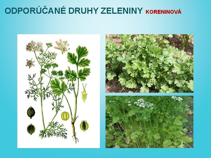 ODPORÚČANÉ DRUHY ZELENINY KORENINOVÁ 