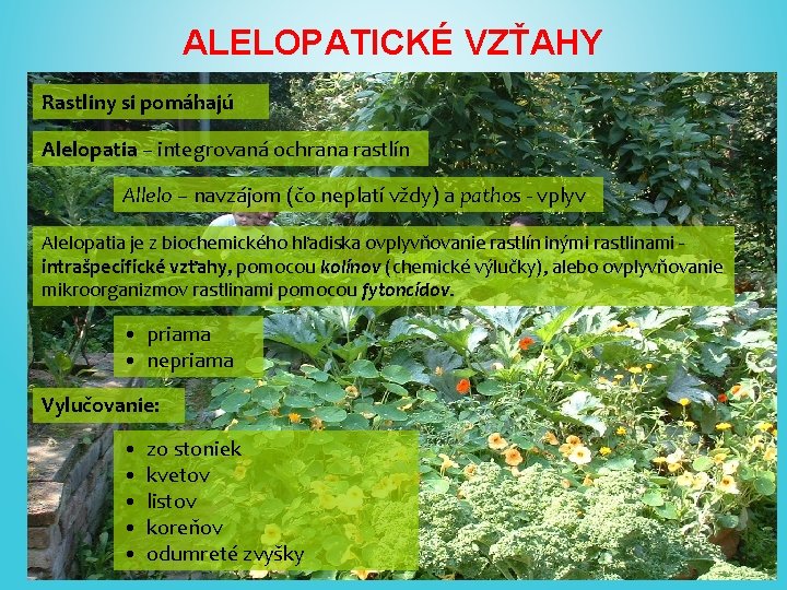 ALELOPATICKÉ VZŤAHY Rastliny si pomáhajú Alelopatia – integrovaná ochrana rastlín Allelo – navzájom (čo