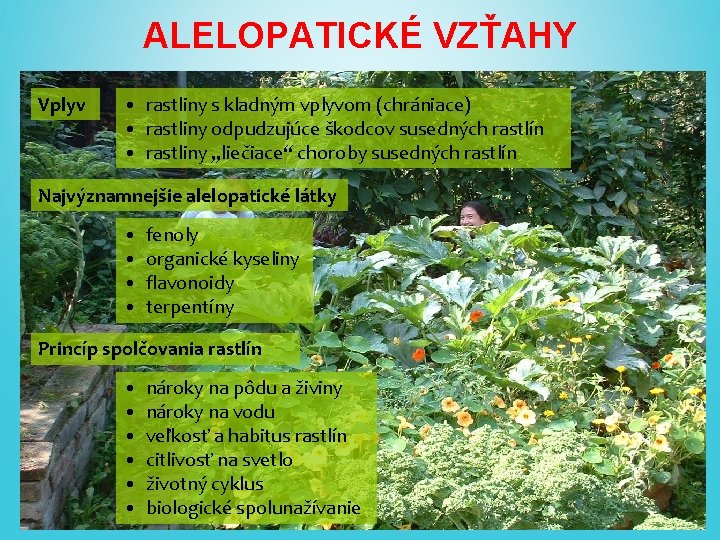 ALELOPATICKÉ VZŤAHY Vplyv • rastliny s kladným vplyvom (chrániace) • rastliny odpudzujúce škodcov susedných