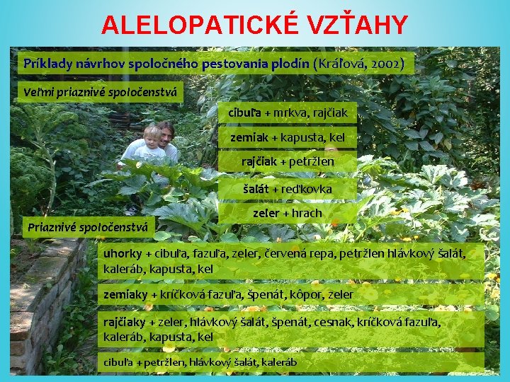ALELOPATICKÉ VZŤAHY Príklady návrhov spoločného pestovania plodín (Kráľová, 2002) Veľmi priaznivé spoločenstvá cibuľa +