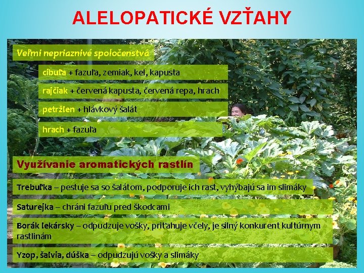 ALELOPATICKÉ VZŤAHY Veľmi nepriaznivé spoločenstvá cibuľa + fazuľa, zemiak, kel, kapusta rajčiak + červená
