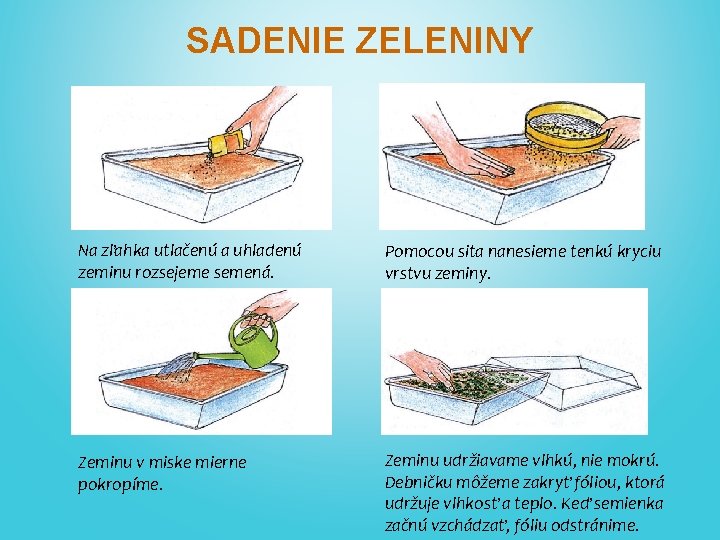 SADENIE ZELENINY Na zľahka utlačenú a uhladenú zeminu rozsejeme semená. Pomocou sita nanesieme tenkú