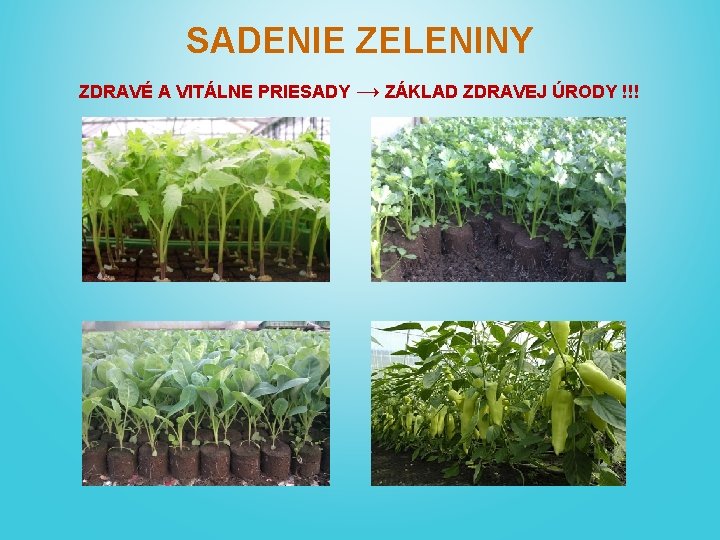 SADENIE ZELENINY ZDRAVÉ A VITÁLNE PRIESADY → ZÁKLAD ZDRAVEJ ÚRODY !!! 
