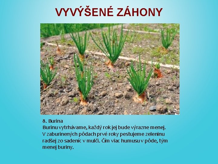 VYVÝŠENÉ ZÁHONY 8. Burina Burinu vytrhávame, každý rok jej bude výrazne menej. V zaburinených