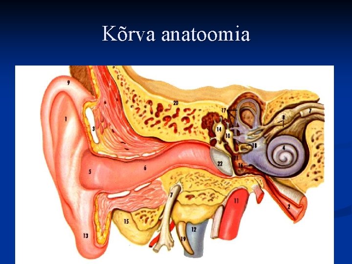 Kõrva anatoomia 