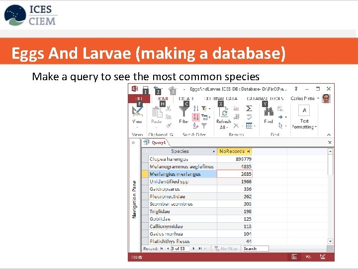 Eggs And Larvae (making a database) Copy table to excel Make a query to