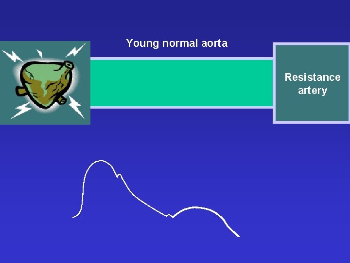 Young normal aorta Resistance artery 