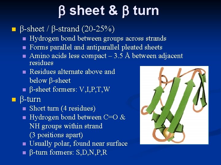 b sheet & b turn n β-sheet / β-strand (20 -25%) n n n