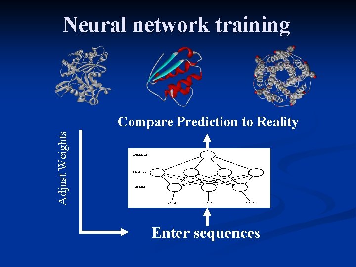 Neural network training Adjust Weights Compare Prediction to Reality Enter sequences 