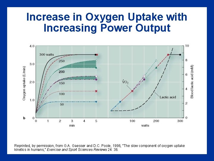 Increase in Oxygen Uptake with Increasing Power Output Reprinted, by permission, from G. A.