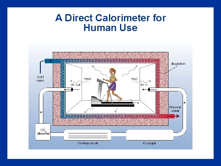 A Direct Calorimeter for Human Use 