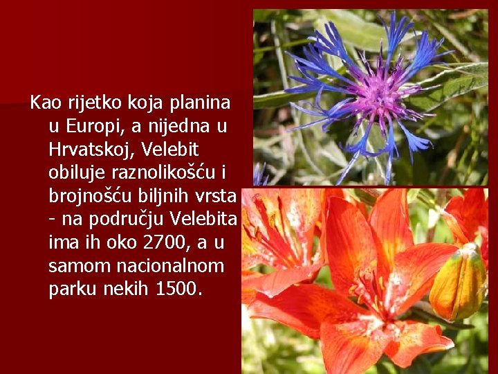 Kao rijetko koja planina u Europi, a nijedna u Hrvatskoj, Velebit obiluje raznolikošću i