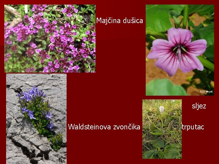 Majčina dušica sljez Waldsteinova zvončika trputac 