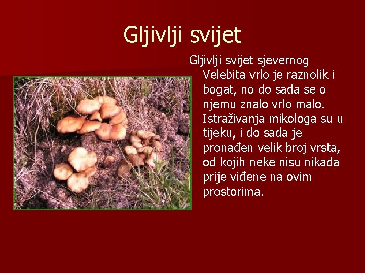 Gljivlji svijet sjevernog Velebita vrlo je raznolik i bogat, no do sada se o