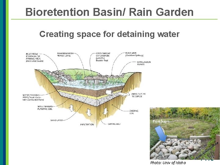 Bioretention Basin/ Rain Garden Creating space for detaining water Curb cut Forebay Photo: Univ