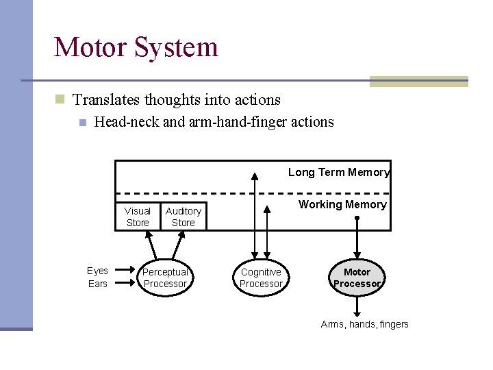 Motor System n Translates thoughts into actions n Head-neck and arm-hand-finger actions Long Term