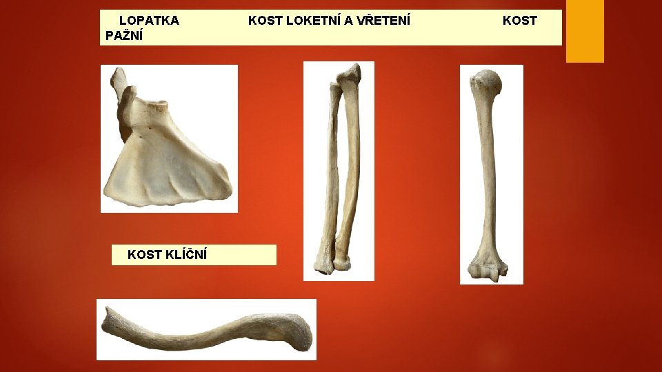  LOPATKA KOST LOKETNÍ A VŘETENÍ PAŽNÍ KOST KLÍČNÍ KOST 