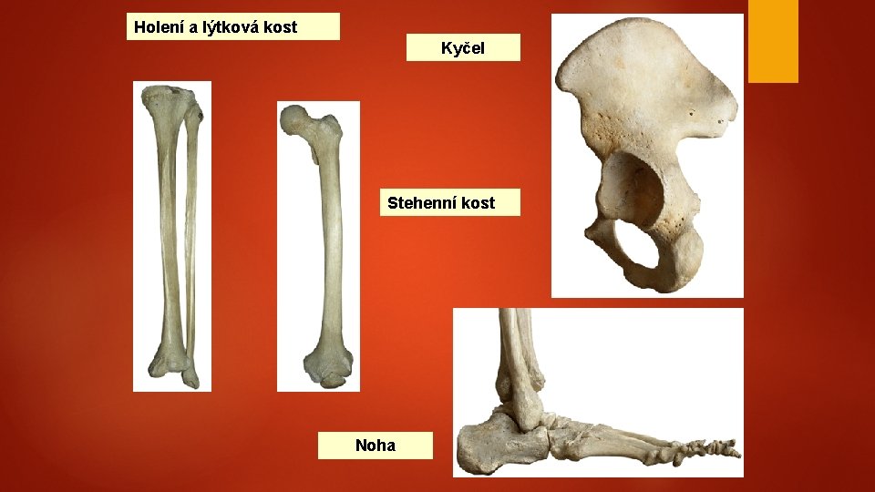 Holení a lýtková kost Kyčel Stehenní kost Noha 