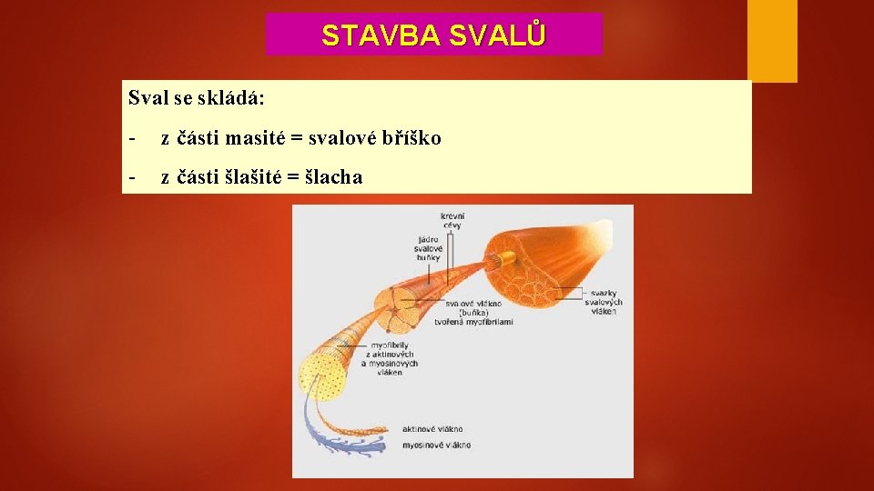 STAVBA SVALŮ Sval se skládá: - z části masité = svalové bříško - z