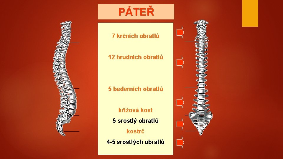 PÁTEŘ 7 krčních obratlů 12 hrudních obratlů 5 bederních obratlů křížová kost 5 srostlý