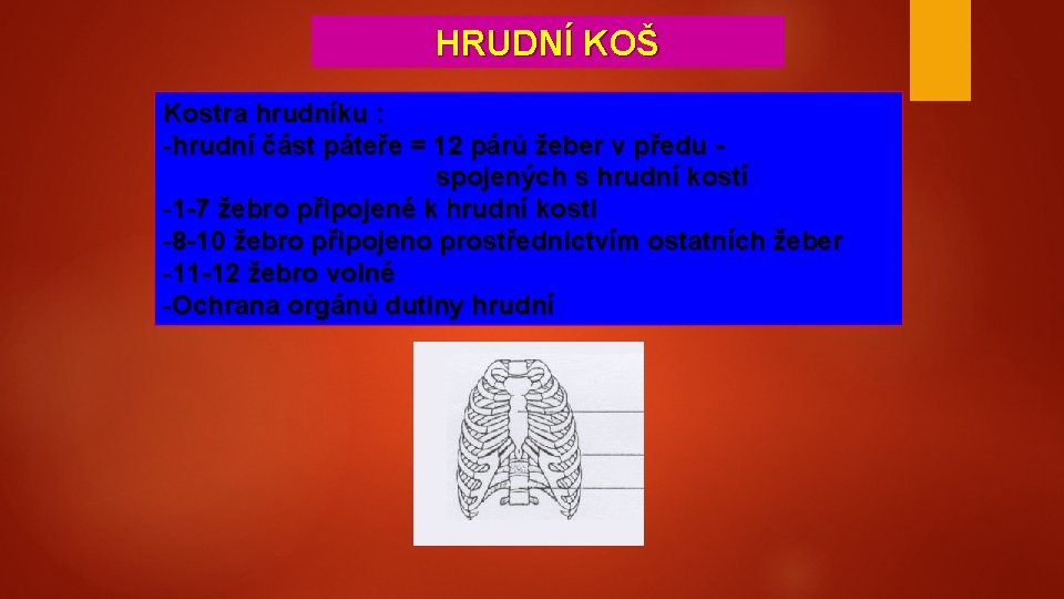 HRUDNÍ KOŠ Kostra hrudníku : -hrudní část páteře = 12 párů žeber v předu