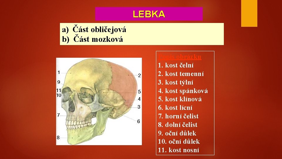 LEBKA a) Část obličejová b) Část mozková Popis obrázku 1. kost čelní 2. kost