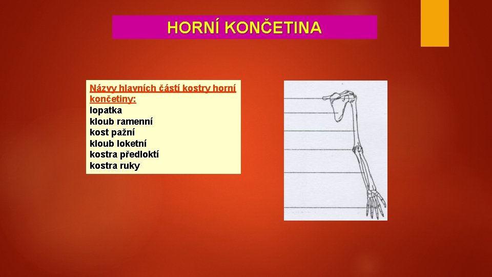 HORNÍ KONČETINA Názvy hlavních částí kostry horní končetiny: lopatka kloub ramenní kost pažní kloub