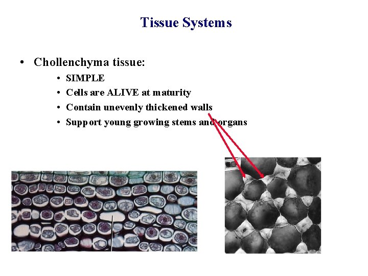 Tissue Systems • Chollenchyma tissue: • • SIMPLE Cells are ALIVE at maturity Contain