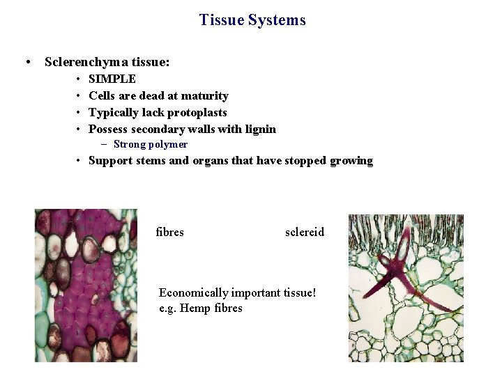 Tissue Systems • Sclerenchyma tissue: • • SIMPLE Cells are dead at maturity Typically