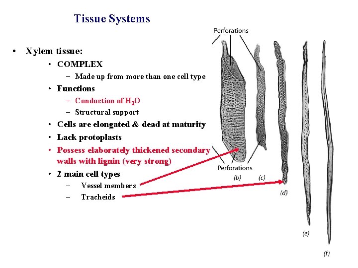 Tissue Systems • Xylem tissue: • COMPLEX – Made up from more than one