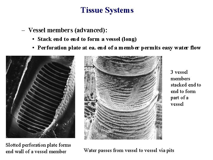 Tissue Systems – Vessel members (advanced): • Stack end to form a vessel (long)