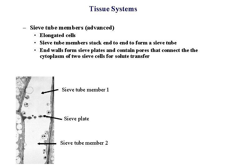 Tissue Systems – Sieve tube members (advanced) • Elongated cells • Sieve tube members
