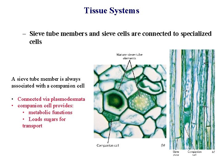 Tissue Systems – Sieve tube members and sieve cells are connected to specialized cells