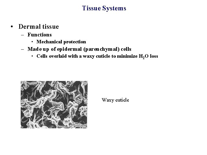 Tissue Systems • Dermal tissue – Functions • Mechanical protection – Made up of